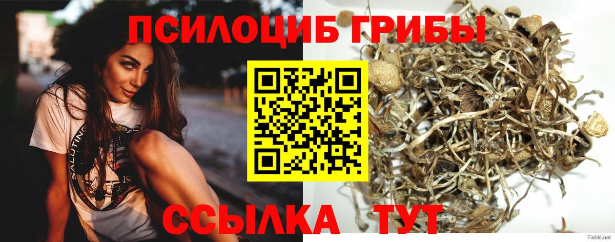 Мирный  Псилоцибиновые грибы Cubensis  Вход с VPN 